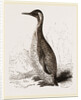 Patagonian Penguin by Anonymous