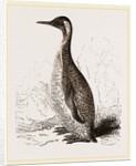 Patagonian Penguin by Anonymous
