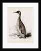 Patagonian Penguin by Anonymous