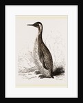 Patagonian Penguin by Anonymous