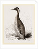 Patagonian Penguin by Anonymous