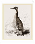 Patagonian Penguin by Anonymous