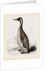 Patagonian Penguin by Anonymous