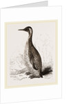 Patagonian Penguin by Anonymous