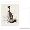 Patagonian Penguin by Anonymous