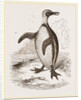 Jackass Penguin by Anonymous