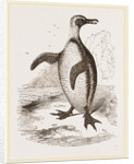 Jackass Penguin by Anonymous