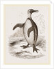 Jackass Penguin by Anonymous