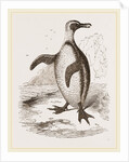 Jackass Penguin by Anonymous