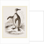 Jackass Penguin by Anonymous