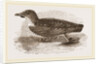 Grebe Petrel by Anonymous