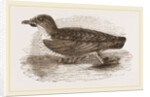 Grebe Petrel by Anonymous