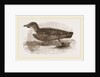 Grebe Petrel by Anonymous
