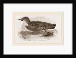 Grebe Petrel by Anonymous