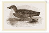 Grebe Petrel by Anonymous