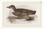 Grebe Petrel by Anonymous