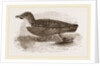 Grebe Petrel by Anonymous