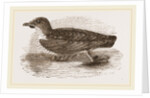 Grebe Petrel by Anonymous