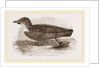 Grebe Petrel by Anonymous