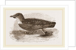 Grebe Petrel by Anonymous