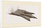 Foot of King Penguin by Anonymous