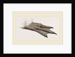 Foot of King Penguin by Anonymous