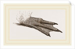 Foot of King Penguin by Anonymous