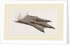 Foot of King Penguin by Anonymous