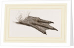 Foot of King Penguin by Anonymous