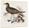 Wilson's Petrel by Anonymous