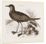 Wilson's Petrel by Anonymous
