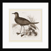 Wilson's Petrel by Anonymous