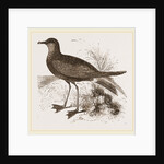 Wilson's Petrel by Anonymous