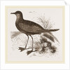 Wilson's Petrel by Anonymous