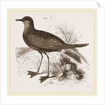 Wilson's Petrel by Anonymous