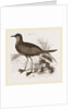 Wilson's Petrel by Anonymous