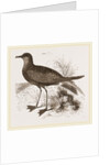 Wilson's Petrel by Anonymous