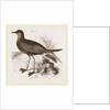 Wilson's Petrel by Anonymous