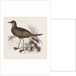Wilson's Petrel by Anonymous