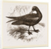 Black Petrel by Anonymous