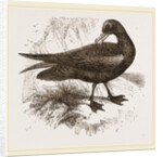 Black Petrel by Anonymous