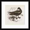 Black Petrel by Anonymous