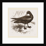 Black Petrel by Anonymous