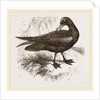 Black Petrel by Anonymous