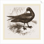 Black Petrel by Anonymous