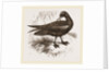 Black Petrel by Anonymous