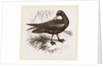 Black Petrel by Anonymous
