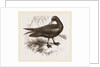 Black Petrel by Anonymous