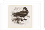Black Petrel by Anonymous