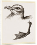 Head and Foot of Fulmar by Anonymous